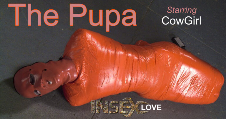 The Pupa
